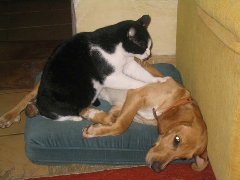 cat_massage_dog.jpg