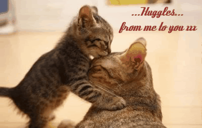 kitten-cat-hug.gif