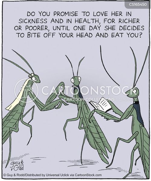 marriage-relationships-mariticide-praying_mantises-bugs-insects-wedding_vows-gra070512_low.jpg