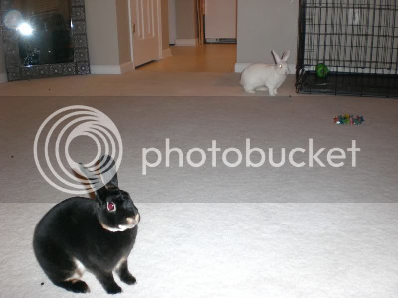 TheFurbabies071.jpg