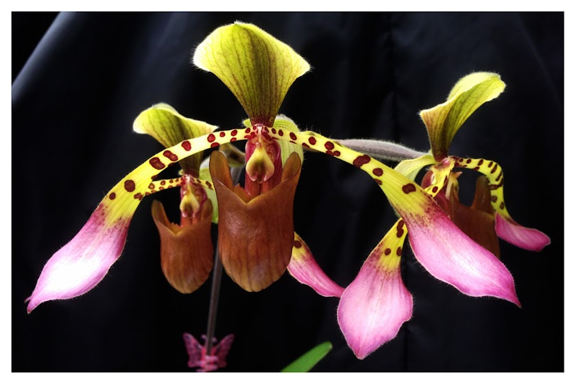 Paph+lowii_3.jpg