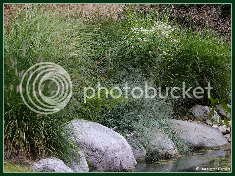 Grasses--Rocks.jpg