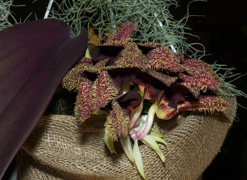 Bulbophyllum%20phalaenopsis%202.jpg
