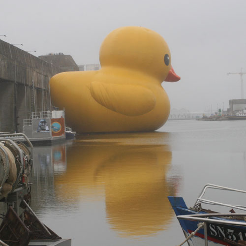 giantduck11184691182.jpg