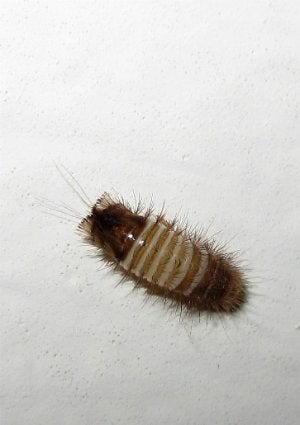 Carpet_Beetle_Larvae02.jpg