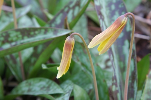 trout_lily.jpg