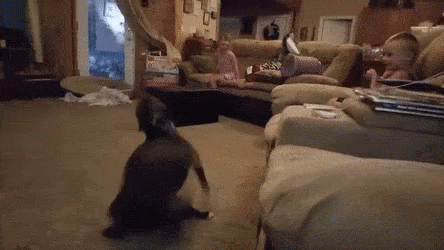 Excited Dog Running Around GIF - Excited Dog Running Around - Discover &  Share GIFs