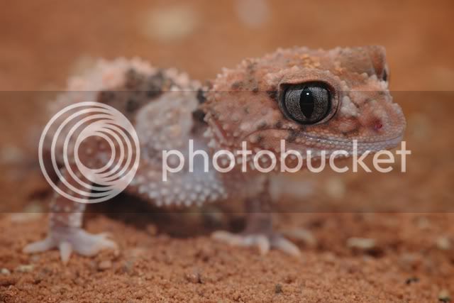 geckos014.jpg
