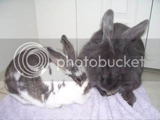 Bunnypictures-Leanne506.jpg