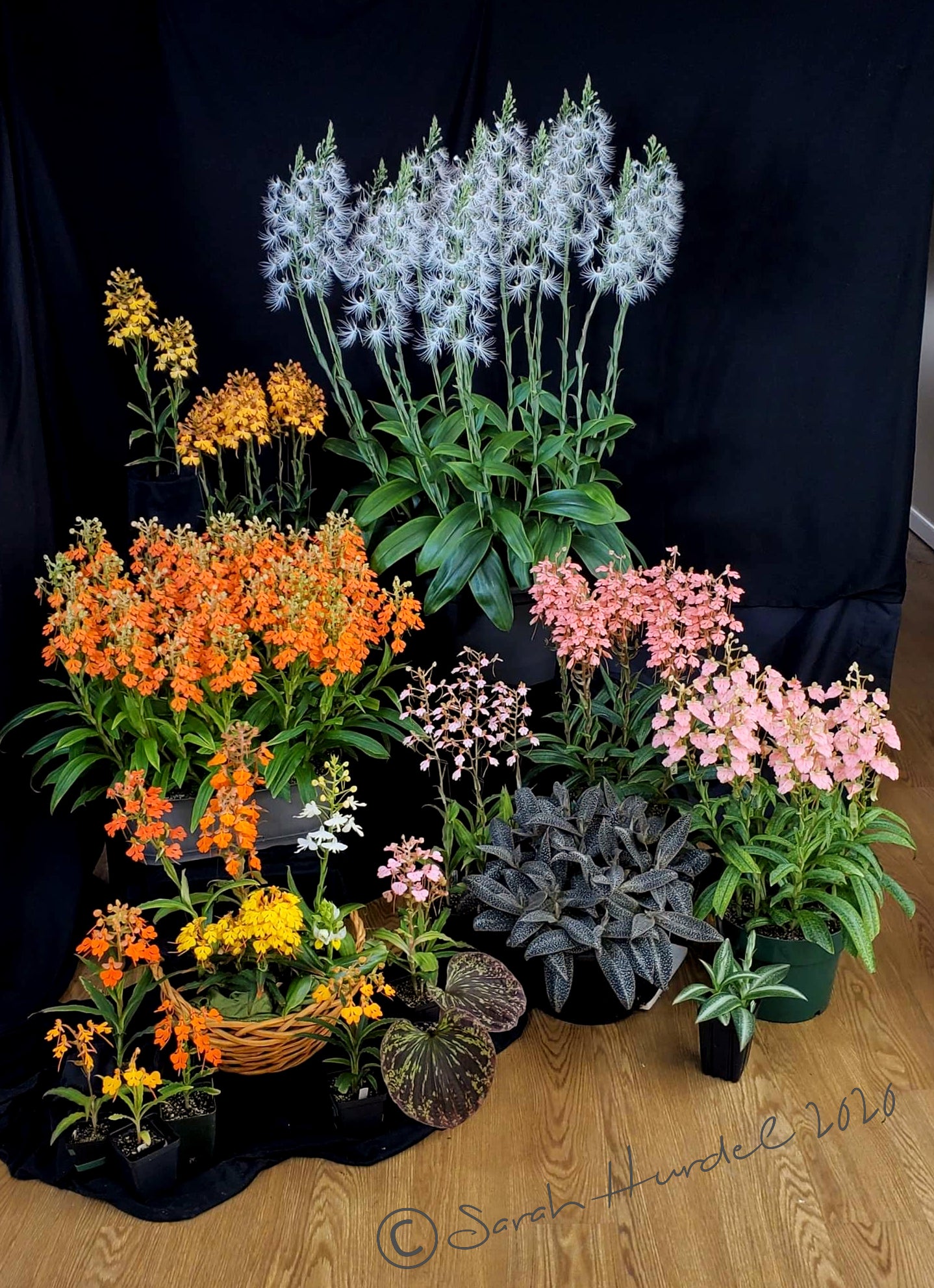 needmore-orchids.myshopify.com
