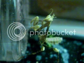 mantids010-1.jpg