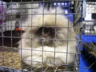 Bunnypictures-Leanne053.jpg