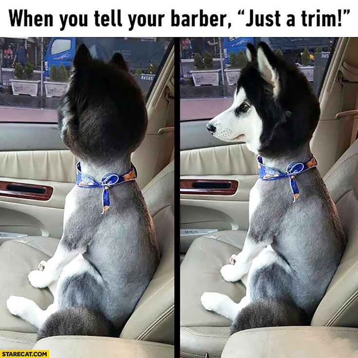 when-you-tell-your-barber-just-a-trim-husky-dog-with-no-hair.jpg
