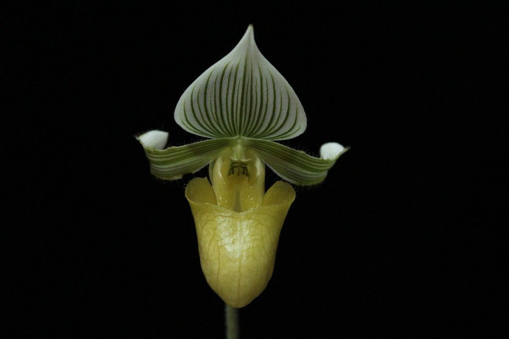 Paph%20hennisianum%20fma%20album2_zps8w4cbjp5.jpg