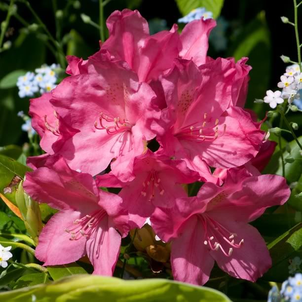 RhododendronPeterBehring.jpg