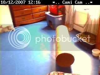 NetCam20071012-121655.jpg