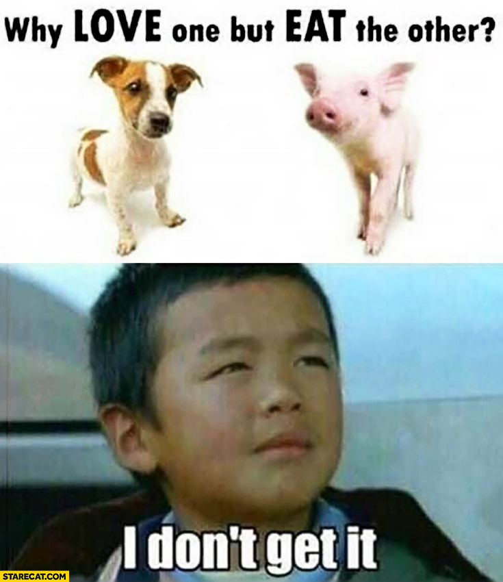 dog-pig-why-love-one-but-eat-the-other-chinese-kid-i-dont-get-it.jpg