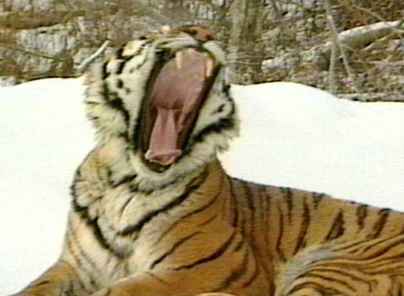 BigTigerYawn-2.jpg