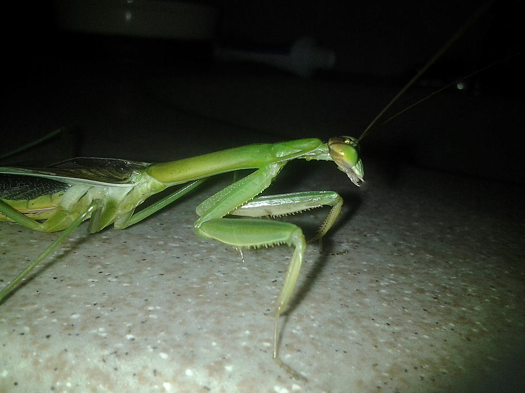 lord_ess__adult_male_tenodera_sinensis_by_alexandersmantids-d7x5idd.jpg