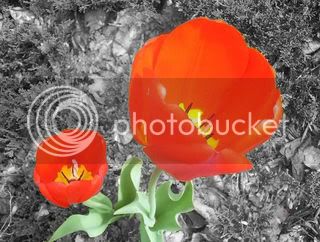 tulips_grey1.jpg