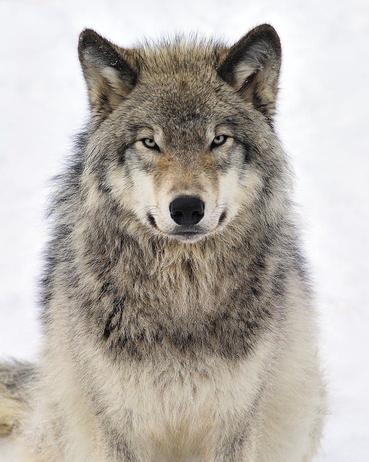 1-timber-wolf-portrait-tony-beck.jpg