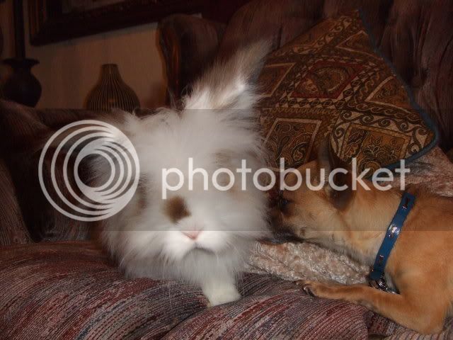 2008_0110bunnyshoot0136.jpg