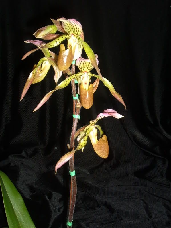 Orchids08004-3.jpg