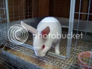 PortTownsendBunnies082.jpg