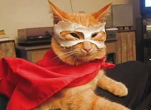 Top-10-Cats-Who-Want-To-Be-Superheroes-7.jpg