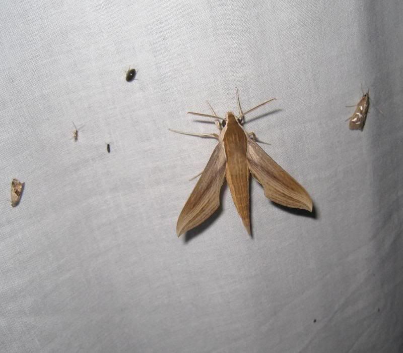 moth19.jpg