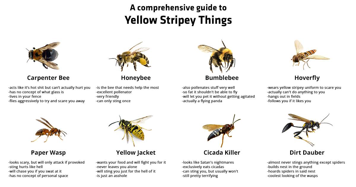 Know-Your-Bees.jpg