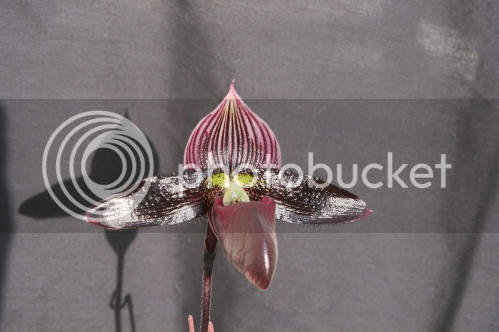 orchid029.jpg