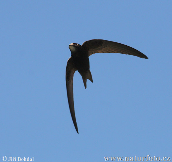 common-swift-28921.jpg