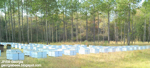 Commercial%2Bbeehive%2Bpallets%252CBeekeepers%2Bsemi%2Bload%2Bof%2Baround%2B500%252C%2BMichigan%2Bto%2BGeorgia%2Bto%2Balmonds%2Bin%2BCa.JPG