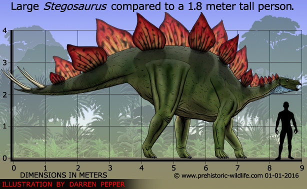 stegosaurus-size.jpg