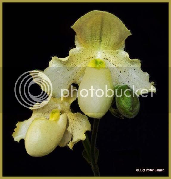 Paph_primulinumxDrJack2.jpg