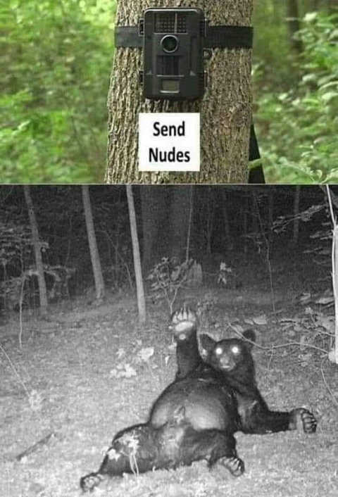 send-nudes-camera-bear.jpg