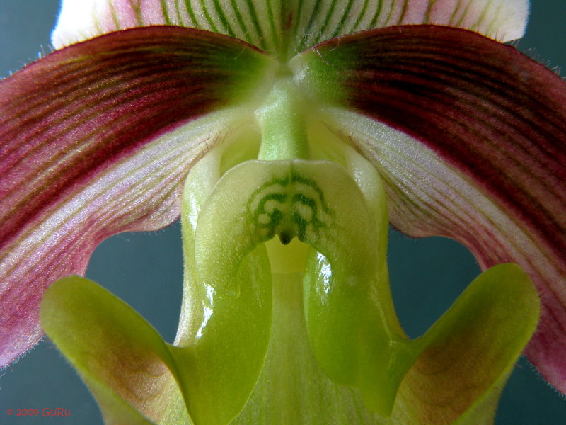 paph_violascens_1.jpg