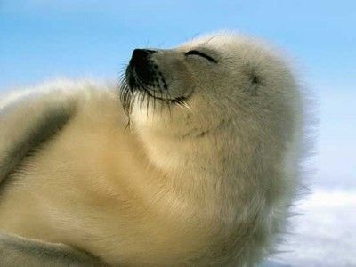 cute-baby-seal-400x300.jpg