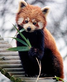 220px-Ailurus_fulgens_RoterPanda_LesserPanda.jpg