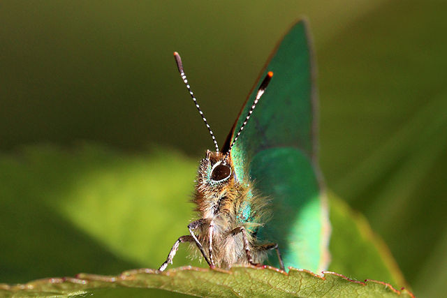 640px-Green_hairstreak_%28Callophrys_rubi%29_head.jpg