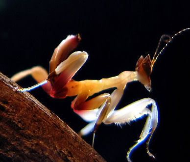 OrchidMantis-6.jpg