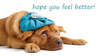 feel-better-soon-images-dogs-images-pictures-becuo-anndu9-clipart.jpg