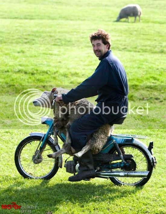 Sheep-Moped.jpg