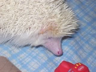 hedgie008.jpg