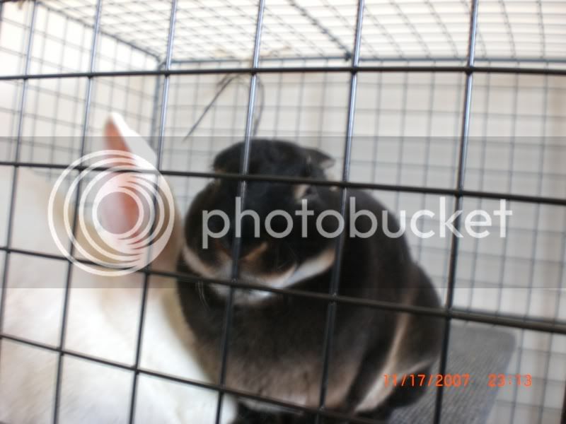 Rabbit111807080-1.jpg