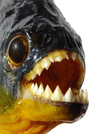 piranha.jpg