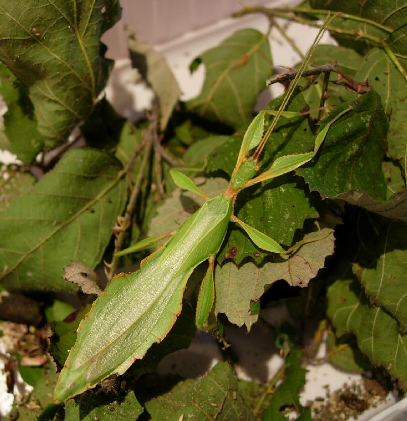 Phyllium_Hausleithneri5.jpg