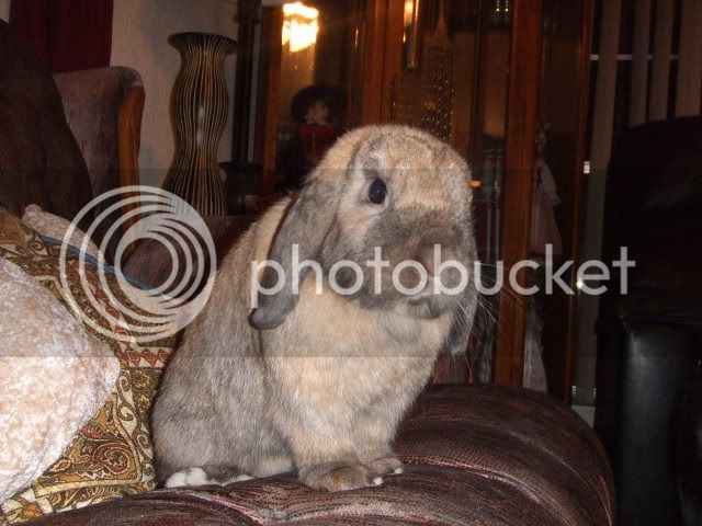 2008_0110bunnyshoot0132.jpg