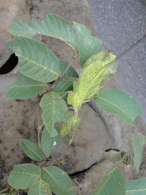 leafinsect1.jpg